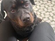 Rottweiler - Mönchengladbach