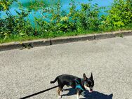 Chihuahua sucht neues Zuhause - Schongau