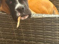 Boxer in liebevolle Hände abzugeben - Heeslingen