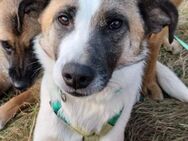 SOUL - liebevolles Zuhause gesucht - Bad Endbach