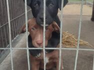 3 Labradormixwelpen sind für die Adoption bereit - Greifswald