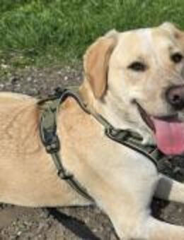 Nacho sucht ein neues Zuhause - Fronreute