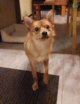 🌟 Diva sucht ihr Für-immer-Zuhause! 🌟 - Kassel