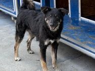 🆘Freundlicher Jack in Not🆘 - Eislingen (Fils)