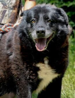 Bruce -Lieber Kuschelbärimmer übersehen - Obertshausen