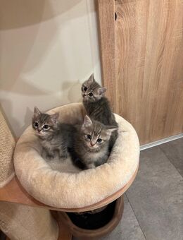 3 wunderschöne Bkh Kitten - Waffenbrunn