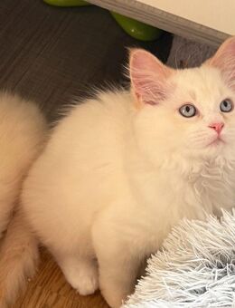 Ragdoll Neva Masquarade Kitten - Bochum