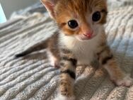 5 Traumhafte Kitten/Katzenbabys suchen neuen Dosenöffner! - Pfaffenhofen (Ilm)