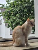 Liebevolle Katzensitter in Dortmund mit Herz und Erfahrung in 44369