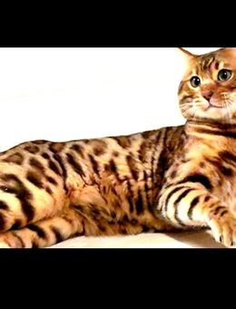 Bengal Deckkater - Beckdorf