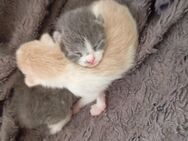 Katzenbaby - Marburg Zentrum