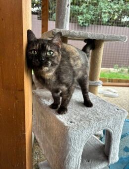 Carrie - junges Katzenmädchen sucht DICH - Walluf