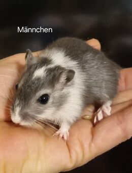 Wüstenrennmäuse Jungtiere - Münster