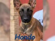 Hondo verspielter Welpe 11/24 ESP - Ruppertsecken