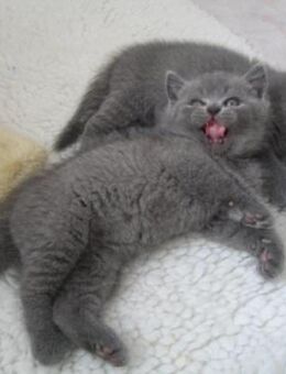 Bkh Kater Blue grau Abgabe ab Sofort - Zinnowitz