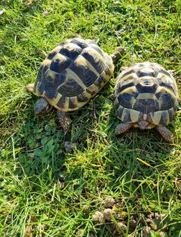 Verkaufe Landschildkröten - Echternacherbrück
