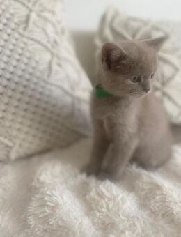 Am 06. Juli geboren – 8 gesunde BKH Kitten (6 Kater, 2 Katzen) suchen ab Ende September ihr Traumzuhause. - Böklund