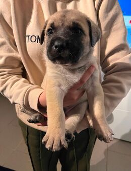 6 Mischlingswelpen suchen ein Zuhause - Pohlheim