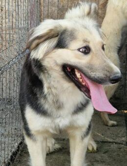 Mina; freiheitsliebende Kämpferin - Geilenkirchen