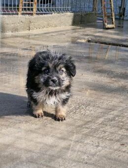 Gromit, klein, jung und lieb - Bochum