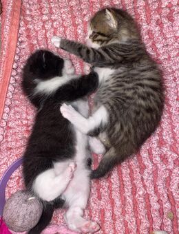katzen Babys in Ulm zum verkaufen - Ulm