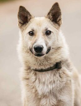 Sanfte Tika sucht liebevolles Zuhause - Duisburg