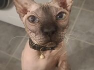 Sphynx / Nacktkatze - Hamburg