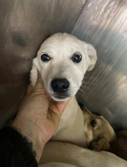 B734 gerettet - Neuberg