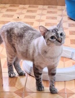 Sanfte, liebe Siam-Mix-Katze Tofu - Karlsruhe