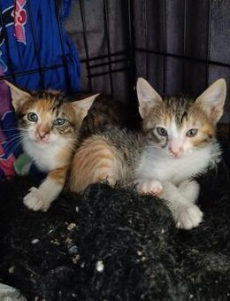 Malina und Ljuba aus dem Tierschutz - Grevenbroich