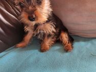 Mini Yorkshire Terrier Welpe - Ankum