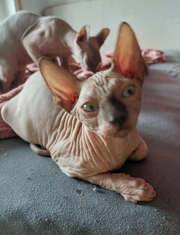 Exelente Canadien Sphynx Kitten - Bad Sassendorf