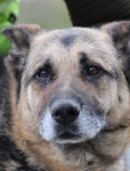 Ojade - kinderlieb u. sehr zutraulich - Lohra