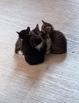 Kitten abzugeben - Wunstorf