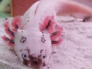 Axolotl Harlekin Babys bd-frei - Ahlen