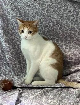 Shakira aus dem Tierschutz Kreta - Grevenbroich