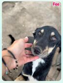 Bernersennenschäfermix in 41849