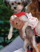 Fast ein Jahr alte Morkie-Dame sucht eine liebevolle Familie. 900€ VB in 85457