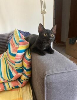 🖤Liebevoller Babykatzer Ozzy🖤 - Eislingen (Fils)