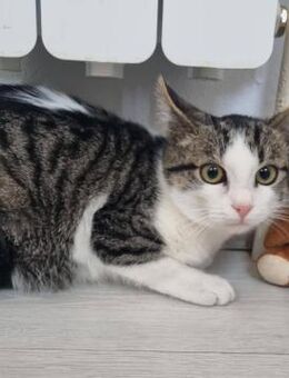 Mister sucht ein neues Zuhause - Blankenheim (Nordrhein-Westfalen)