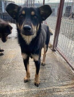 Schüchterner BENNY sucht ein Zuhause - Neuberg