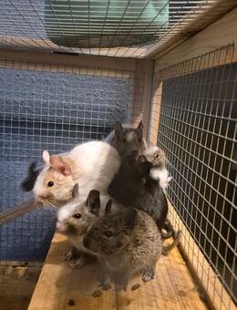 Degus - Rostock Lütten Klein