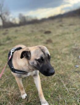 Coca sucht ein schönes Zuhause - Blankenheim (Nordrhein-Westfalen)