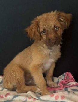 Zauberhafter SIMBA sucht liebe Familie - Neuberg