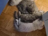 Kätzchen suchen ein neues Zuhause - Tann