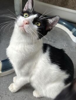 Bubu, verspieltes Krümelmonster, ca. 7 M - Vaterstetten