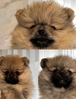 Reinrassige Pomeranian Zwergspitz - Breidenbach