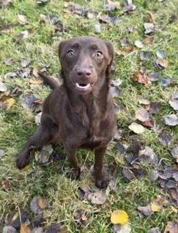 PHOEBE - geb. ca. 01/2025 - Labrador Mix - Schönaich