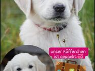 Wunderschöne Golden Retriever Welpen - Edersleben