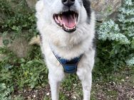 Traum MiniHuskymix Mara sucht dringend# - Essen